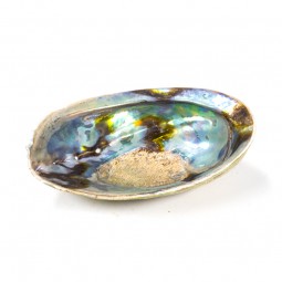 Coquillage Abalone
