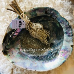 Coquillage Abalone XL