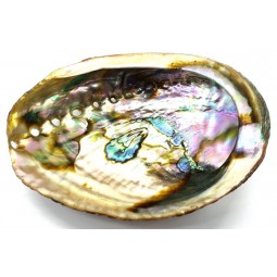 Coquille d'Ormeau Naturelle...